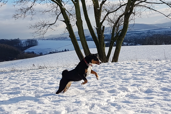 Appenzeller Sennenhunde lieben den Schnee